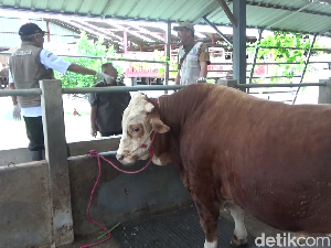 Ini Si Gemoy, Sapi Simental yang Dibeli Prabowo dari Peternak Lumajang Ini Si Gemoy, Sapi Simental yang Dibeli Prabowo dari Peternak Lumajang
