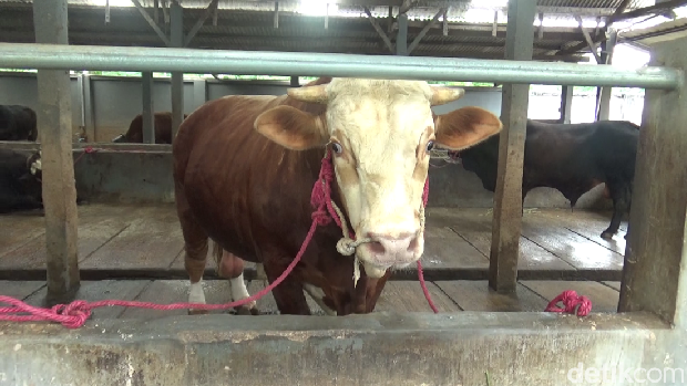Sapi simental dibeli Prabowo dari peternak Lumajang yang diberi nama Si Gemoy.