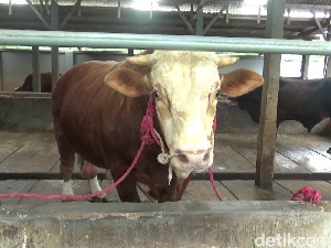 Video: Si Gemoy, Sapi yang Dibeli Prabowo dari Peternak di Lumajang