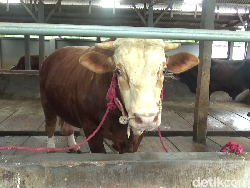 Video: Si Gemoy, Sapi yang Dibeli Prabowo dari Peternak di Lumajang