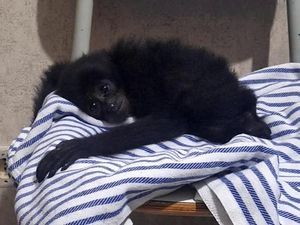 Cara Polres Sukabumi Seret Penjual Siamang ke Pengadilan Cara Polres Sukabumi Seret Penjual Siamang ke Pengadilan
