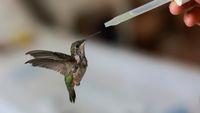 Unik, Ada Klinik Rawat Burung di Apartemen Kota Meksiko