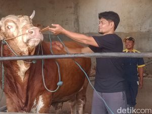 Peternak Klaten Setel Murotal Tiap Pagi untuk Sapi Kurban Prabowo