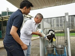 Gading Marten Sambut Kehadiran Si Imut Anak Sapi di Keluarga