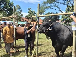 Pemkot Bogor Perketat Pemeriksaan Hewan Kurban, Cegah Bawa Penyakit Menular