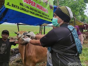 Jelang Idul Adha, Petugas Sisir Lapak Hewan Kurban di Sidoarjo