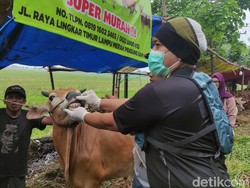 Jelang Idul Adha, Petugas Sisir Lapak Hewan Kurban di Sidoarjo
