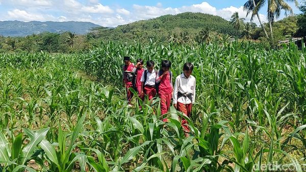 Bertaruh Nyawa Ala Siswa SD di KBB demi Mengejar Ilmu