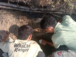 Seekor Komodo Ditemukan Mati Terapung di Laut Manggarai Barat Seekor Komodo Ditemukan Mati Terapung di Laut Manggarai Barat