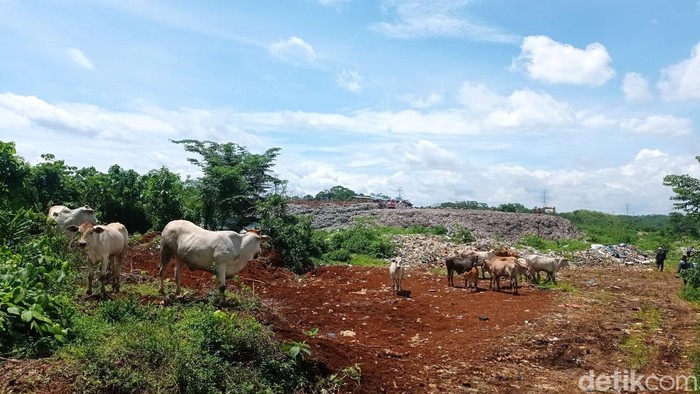 Populasi sapi sampah di TPSA Cianggir Tasikmalaya. Populasi sapi sampah di TPSA Cianggir Tasikmalaya.