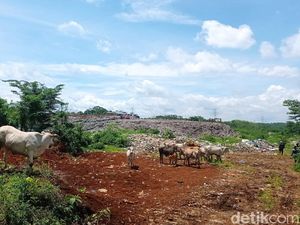 Waspada Penjualan Sapi Sampah untuk Kurban, Ini Risikonya Waspada Penjualan Sapi Sampah untuk Kurban, Ini Risikonya