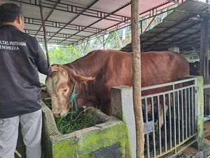 Sapi Kurban dari Presiden Prabowo di Musi Rawas Bernama Sambo
