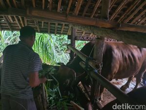 Warga Playen Ronda Malam Jaga Sapi Kurban Presiden Prabowo