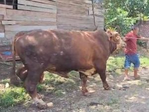 Melihat Vigor, Sapi Kurban Presiden Prabowo di Kota Lubuklinggau Melihat Vigor, Sapi Kurban Presiden Prabowo di Kota Lubuklinggau