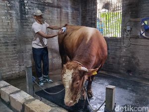 Video: Jangan Asal, Ini Tips Memilih Hewan Kurban yang Sehat Video: Jangan Asal, Ini Tips Memilih Hewan Kurban yang Sehat