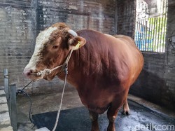 Sapi Kurban Prabowo Disembelih H+1 di Masjid Muhajirin Surabaya