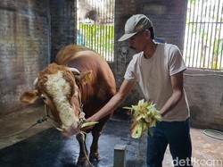 Perawatan Khusus Bruno Gemoy Sapi Kurban Prabowo dari Peternak Surabaya