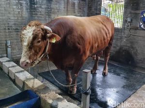 Tentang Sapi Simental, Jenis Sapi Bruno Gemoy Milik Prabowo