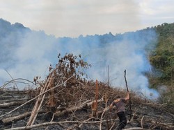 Hutan Lindung di Kuansing Terbakar, Ditemukan Bibit Sawit-3 Pelaku Ditangkap