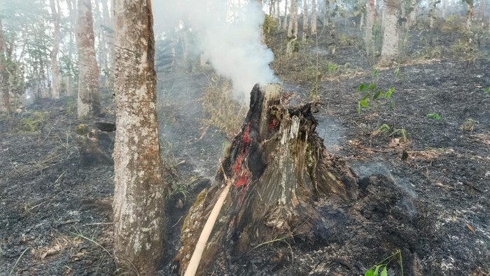 Lahan seluas 2 Ha di area Hutan Lindung Bukit Batuah, Kuansing, Riau, rusak respon pembakaran, pada Senin (25/5/2025) Lahan seluas 2 Ha di area Hutan Lindung Bukit Batuah, Kuansing, Riau, rusak respon pembakaran, pada Senin (25/5/2025).