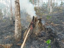 Ogan Ilir Belum Tetapkan Status Siaga Darurat Karhutla, Ini Alasannya