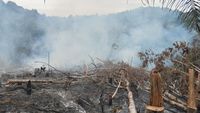 Potret 2 Ha Lahan Hutan Lindung di Riau Rusak Akibat Dibakar
