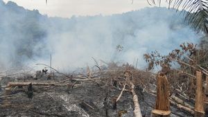 Potret 2 Ha Lahan Hutan Lindung di Riau Rusak Akibat Dibakar