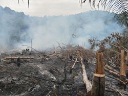 Potret 2 Ha Lahan Hutan Lindung di Riau Rusak Akibat Dibakar