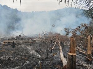 Potret 2 Ha Lahan Hutan Lindung di Riau Rusak Akibat Dibakar Potret 2 Ha Lahan Hutan Lindung di Riau Rusak Akibat Dibakar