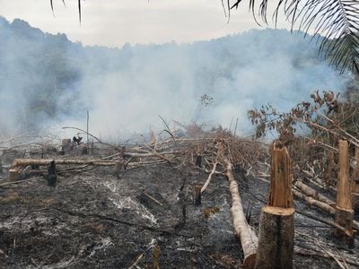 Potret 2 Ha Lahan Hutan Lindung di Riau Rusak Akibat Dibakar