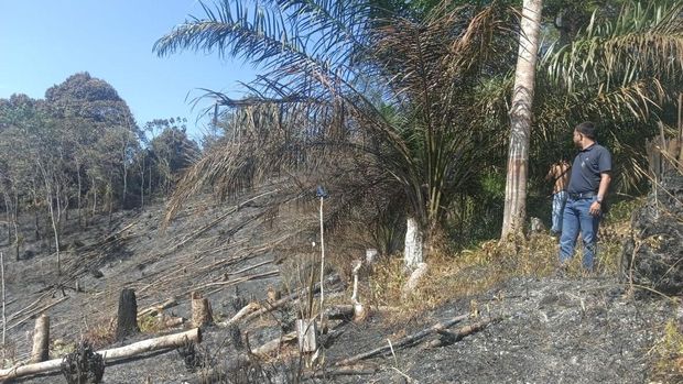 Lanah seluas 2 hektare di area Hutan Lindung Bukit Betabuh, Kuansing, Riau, terbakar pada Senin (26/5). Tiga pelaku pembakaran ditangkap polisi.