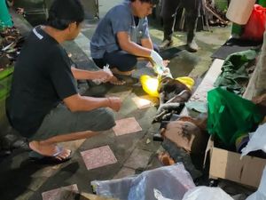 Hasil Uji Dua Otak Anjing yang Serang Warga Jembrana Positif Rabies Hasil Uji Dua Otak Anjing yang Serang Warga Jembrana Positif Rabies