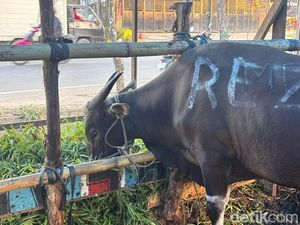Harga Sapi Kurban di Samarinda, Panduan Lengkap untuk Idul Adha 2025