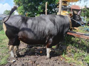 Prabowo Beli Sapi Kurban Berbobot 772 Kg Seharga Rp 75 Juta di Buleleng Prabowo Beli Sapi Kurban Berbobot 772 Kg Seharga Rp 75 Juta di Buleleng