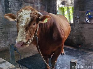 Melihat Perawatan Bruno Gemoy Sapi Kurban Prabowo di Surabaya