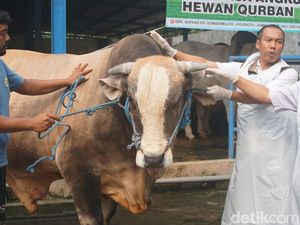 Mengenal Pedrosa, Sapi Kurban Presiden Prabowo di Jombang Mengenal Pedrosa, Sapi Kurban Presiden Prabowo di Jombang
