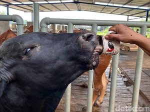 Awal Mula Kebiasaan Unik Apless Sapi Mojokerto yang Suka Minum Kopi Awal Mula Kebiasaan Unik Apless Sapi Mojokerto yang Suka Minum Kopi