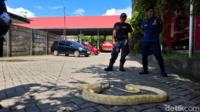 Damkarmat Makassar mengevakuasi ular piton yang bersembunyi di kendaraan beroda empat warga. Damkarmat Makassar mengevakuasi ular piton yang bersembunyi di kendaraan beroda empat warga.