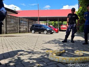 Piton Albino 4 Meter Ngumpet di Sepatbor Mobil Diduga Peliharaan Warga Lepas Piton Albino 4 Meter Ngumpet di Sepatbor Mobil Diduga Peliharaan Warga Lepas