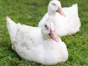 Itik, Entok, dan Bebek Itu Sama atau Tidak? Ini Hal yang Membedakannya Itik, Entok, dan Bebek Itu Sama atau Tidak? Ini Hal yang Membedakannya