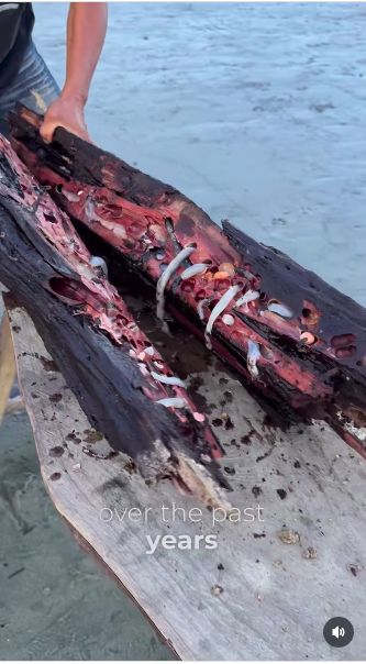 Ini Reaksi Orang Jerman Makan Tembiluk Pertama Kali