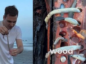 Momen Influencer Jerman Cicipi Tembiluk dari Kayu Lapuk Momen Influencer Jerman Cicipi Tembiluk dari Kayu Lapuk