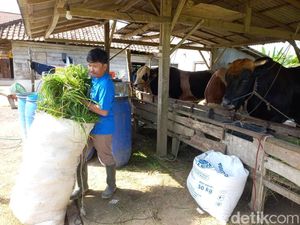Keraguan Jamil Achmadi Saat Sapinya Mau Dibeli Prabowo Berujung Bahagia Keraguan Jamil Achmadi Saat Sapinya Mau Dibeli Prabowo Berujung Bahagia