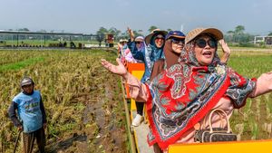 Kereta Sawah Kiangroke, Wisata Murah Bernuansa Alam