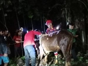 Byurrr! Sapi 3 Kuintal Nyemplung Sumur 12 Meter di Banyumas Byurrr! Sapi 3 Kuintal Nyemplung Sumur 12 Meter di Banyumas