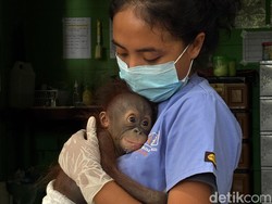 Bersama 2 Ibu Asuh, Lukas Si Bayi Orang Utan Sudah Bisa Tengkurap