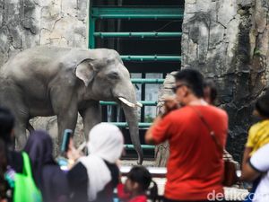 Ragunan Bakal Direvitalisasi, Satwa Akan Dikelompokkan Sesuai Habitat