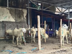 Jelang Idul Adha, Penjualan Hewan Kurban di Cianjur Menurun