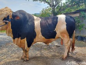 Prabowo Beli Sapi Milik Peternak di Bangkalan Seharga Rp 90 Juta