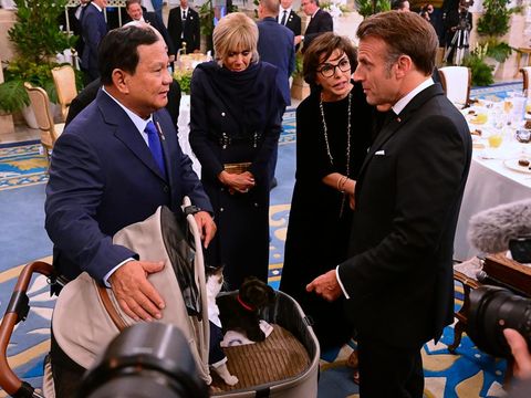 Kucing Presiden Prabowo Subianto 'Bobby Kertanegara' timbul di saat jamuan makan malam bareng  Presiden Prancis Emmanuel Macron dan Ibu Negara Brigitte Macron di Istana Negara, Jakarta. Macron dan Brigitte pun terlihat  menghampiri Bobby.